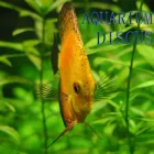 Entreprises 1 image AQUARIUM DISCUS detailhandel in huisdieren, voedsel voor huisdieren en benodigdheden daarvoor in gespecialiseerde winkels dans Oostende VWV