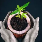Entreprises 6 image B-HEMP CBD SHOP detailhandel in bloemen, planten, zaden en kunstmeststoffen in gespecialiseerde winkels dans Antwerp VAN