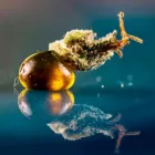 Entreprises 1 image B-HEMP CBD SHOP detailhandel in bloemen, planten, zaden en kunstmeststoffen in gespecialiseerde winkels dans Antwerp VAN