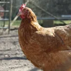 Entreprises 1 image DE MEERSMAN JOS PLUIMVEESLACHTERIJ groothandel in vlees van wild en van gevogelte dans Herdersem VOV