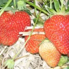 Entreprises 5 image FERME CARETTE detailhandel in niet-gespecialiseerde winkels waarbij voedings- en genotmiddelen overheersen (verkoopsoppervlakte dans Kain WHT