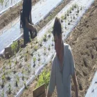 Entreprises 2 image FERME CARETTE detailhandel in niet-gespecialiseerde winkels waarbij voedings- en genotmiddelen overheersen (verkoopsoppervlakte dans Kain WHT