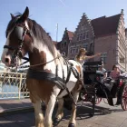 Entreprises 40 image HOLIDAY INN GENT - EXPO hotels en dergelijke accommodatie dans Sint-Denijs-Westrem VOV