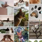 Entreprises 1 image KATTENHOTEL KATTENWEELDE pensions voor huisdieren dans Westerlo VAN