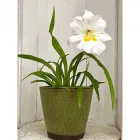 Entreprises 2 image ORCHIDEEËN PETRENS & CO. detailhandel in bloemen, planten, zaden en kunstmeststoffen in gespecialiseerde winkels dans Sint-Denijs-Westrem VOV