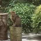 Entreprises 2 image PATTYN DAISY - DIERENARTS veterinaire diensten dans Zelzate VOV