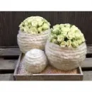 BLOEMBINDERIJ CALLUNA detailhandel in bloemen, planten, zaden en kunstmeststoffen in gespecialiseerde winkels in Westerlo VAN